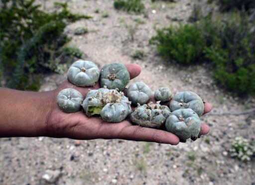 El funcionario aceptó que el alto índice de tráfico de peyote y de extracción en el Altiplano, pone incluso en riesgo la existencia de este grupo