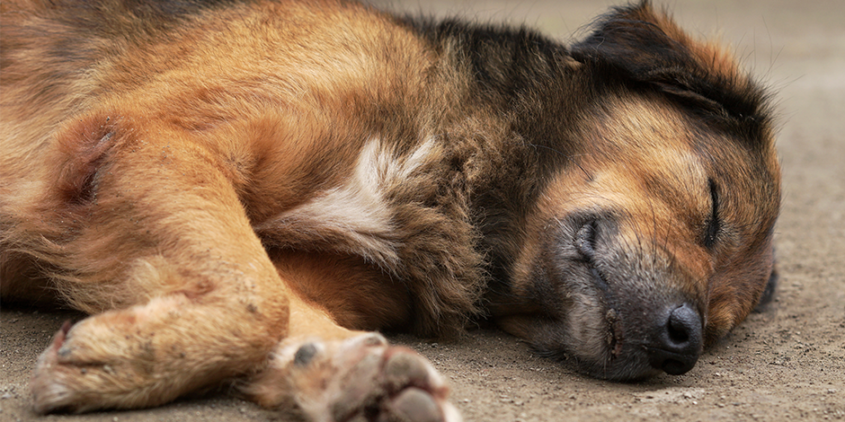 Fiscalía abrió una carpeta de investigación por hechos en donde habrían sido envenenados al menos 12 perros