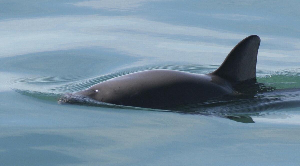 Evita México embargo pesquero por vaquita marina