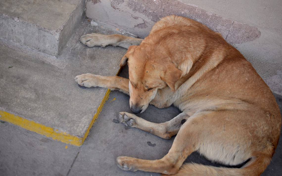 Salgado Delgadillo informó que durante el transcurso de este año se han registrado tres casos de sanciones por maltrato animal en la capital