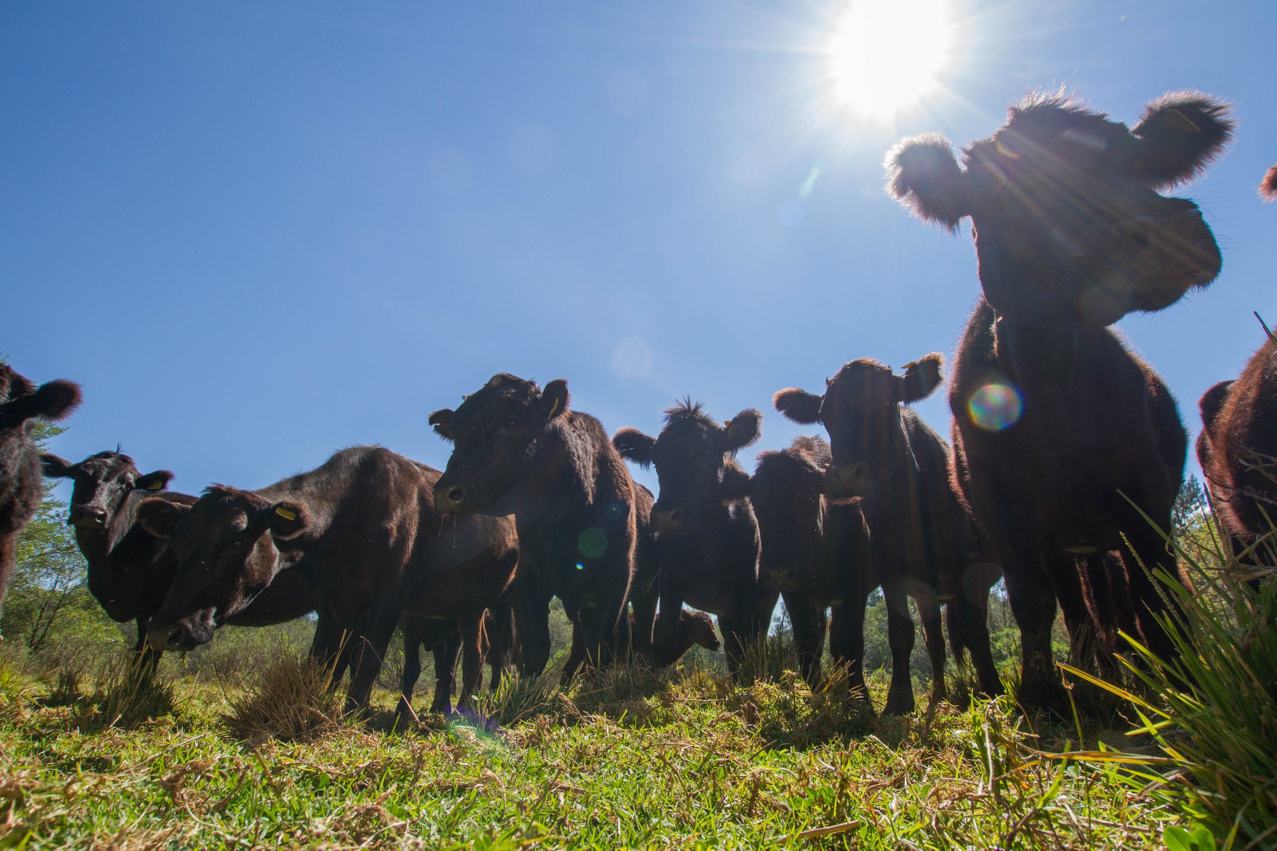 La situación ha sido tan crítica que han tenido que vender sus animales a precios muy bajo, e incluso algunos han muerto por la falta de agua.