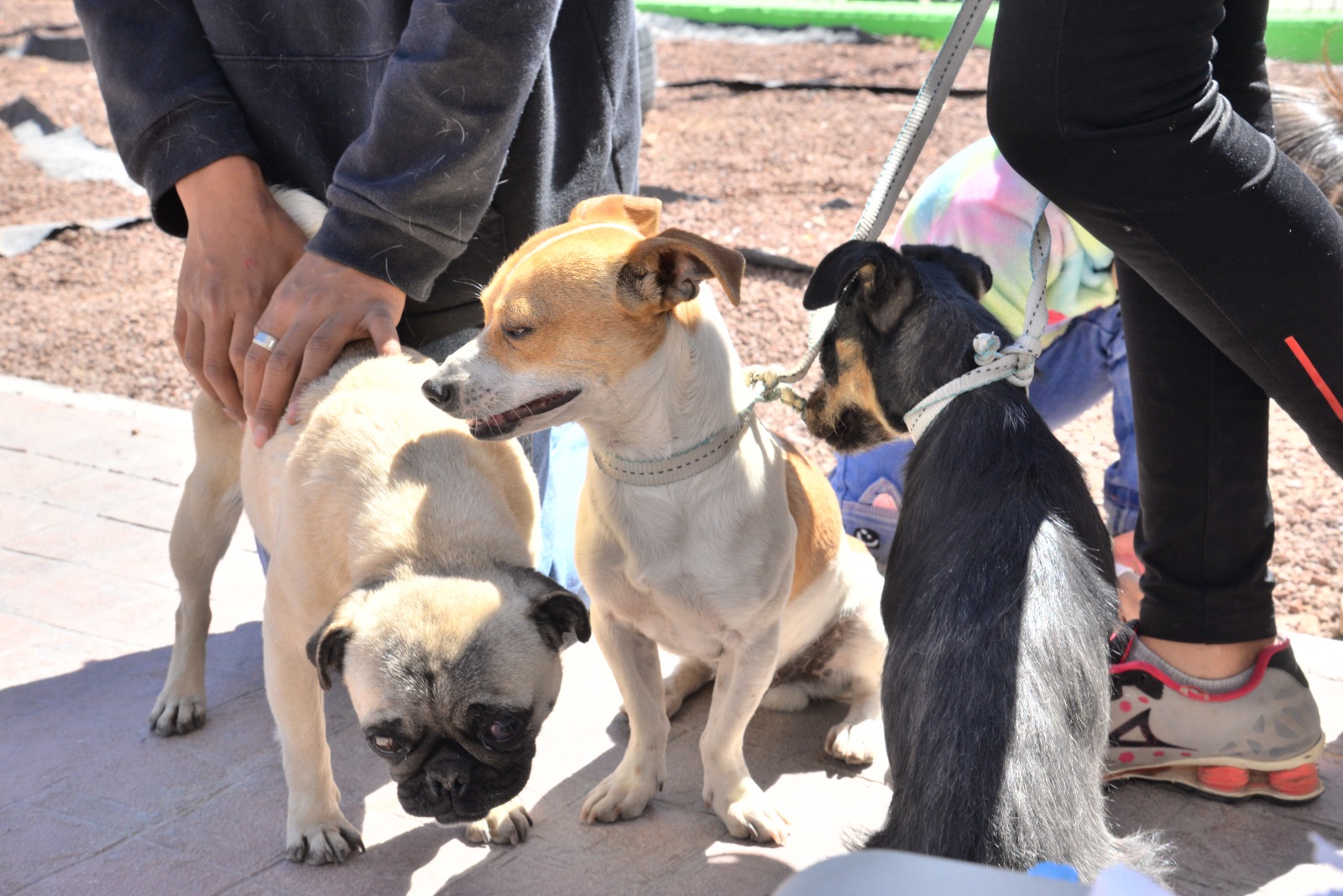 Inicia campaña de esterilización de mascotas en Soledad de Graciano Sánchez