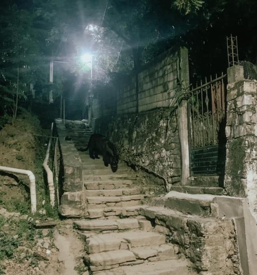 En la comunidad de Axtla de Terrazas se tuvo la presencia de un jaguar melánico deambulando por la zona urbana.