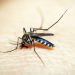 SLP registra 34 casos de dengue Ébano el municipio más afectado