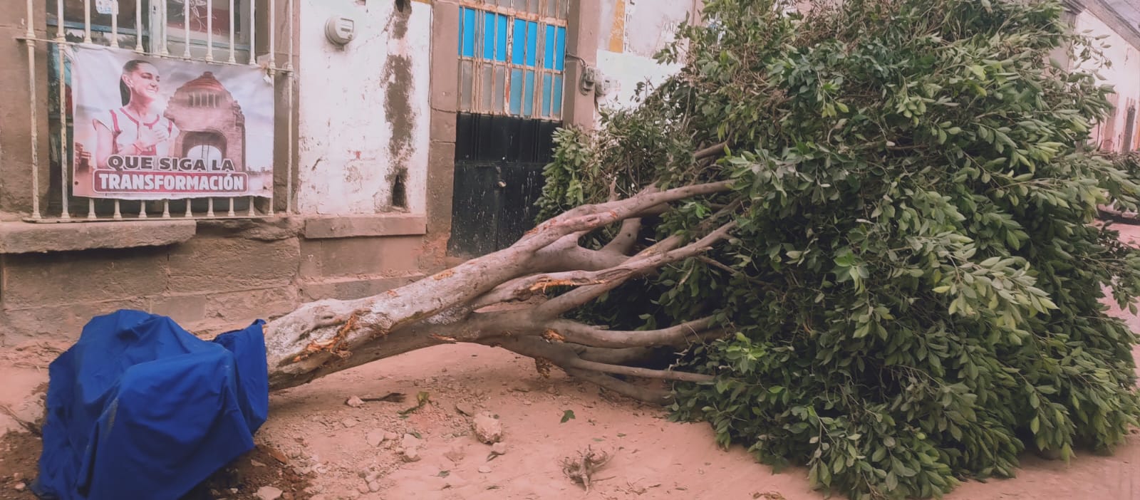 Vecinos de San Miguelito exigen rescate de árbol derribado en obras
