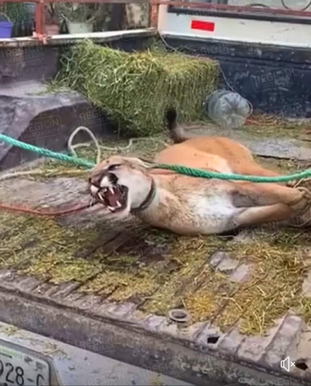 ¡Pánico en Peotillos! Puma desorientado causa revuelo entre los ejidatarios