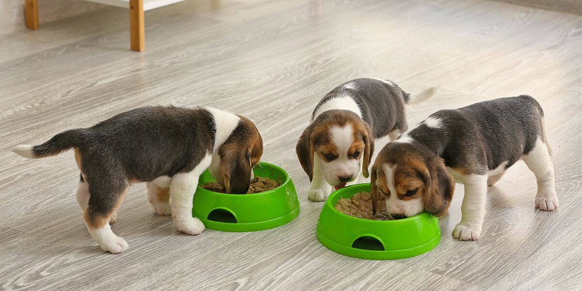 5 tips para cuidar de la nutrición de tu cachorro