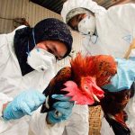 OMS advierte sobre propagación de la gripe aviar H5N1 en humanos