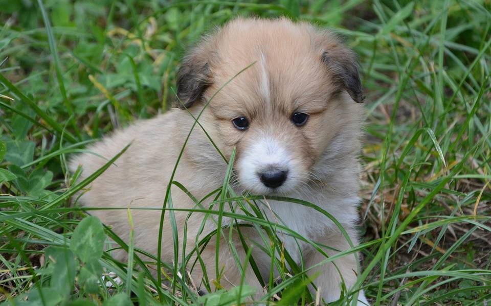 ¿Qué saber antes de adoptar un cachorro?