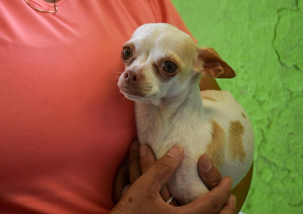 Se retoman jornadas de vacunación antirrábica y esterilización de mascotas en Soledad