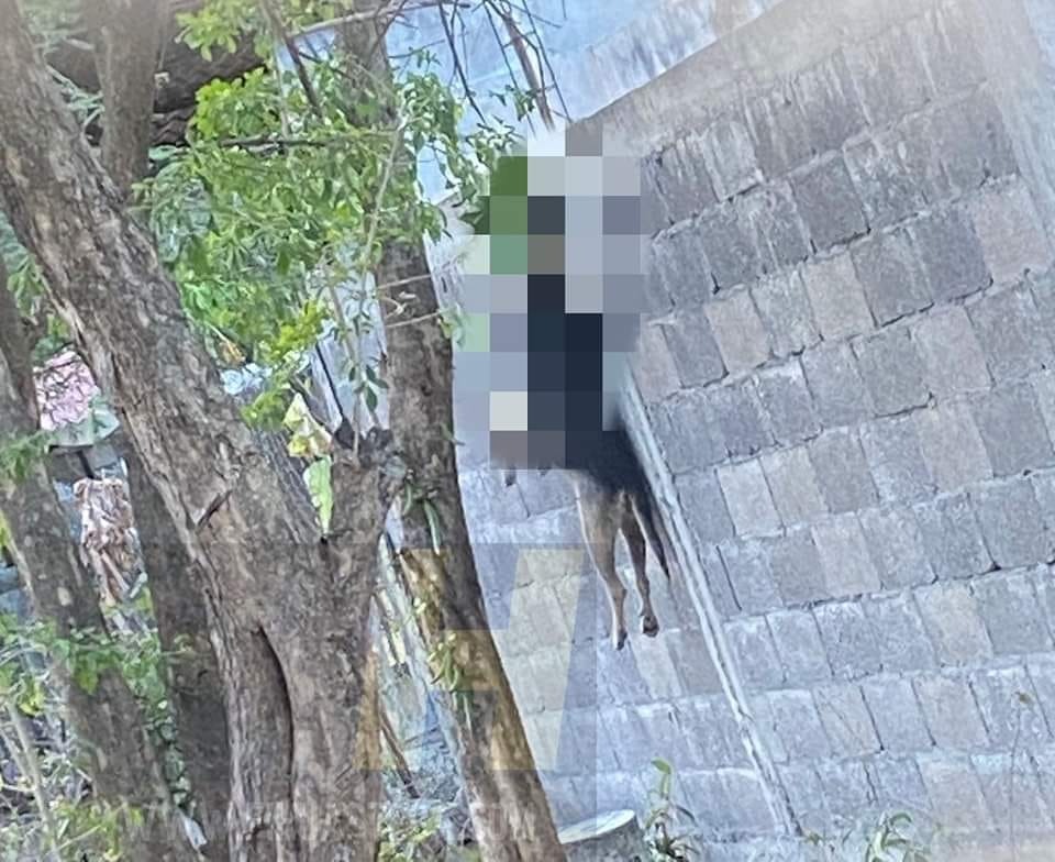 ¡Inhumanos! Perro encontrado colgado en Ciudad Valles