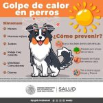<strong></noscript></noscript>Gobierno municipal difunde recomendaciones para evitar golpe de calor en mascotas</strong>