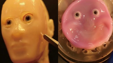 Avances en Robótica: Científicos Logran Unir Piel Viva a Robots para Mejorar Expresiones Faciales