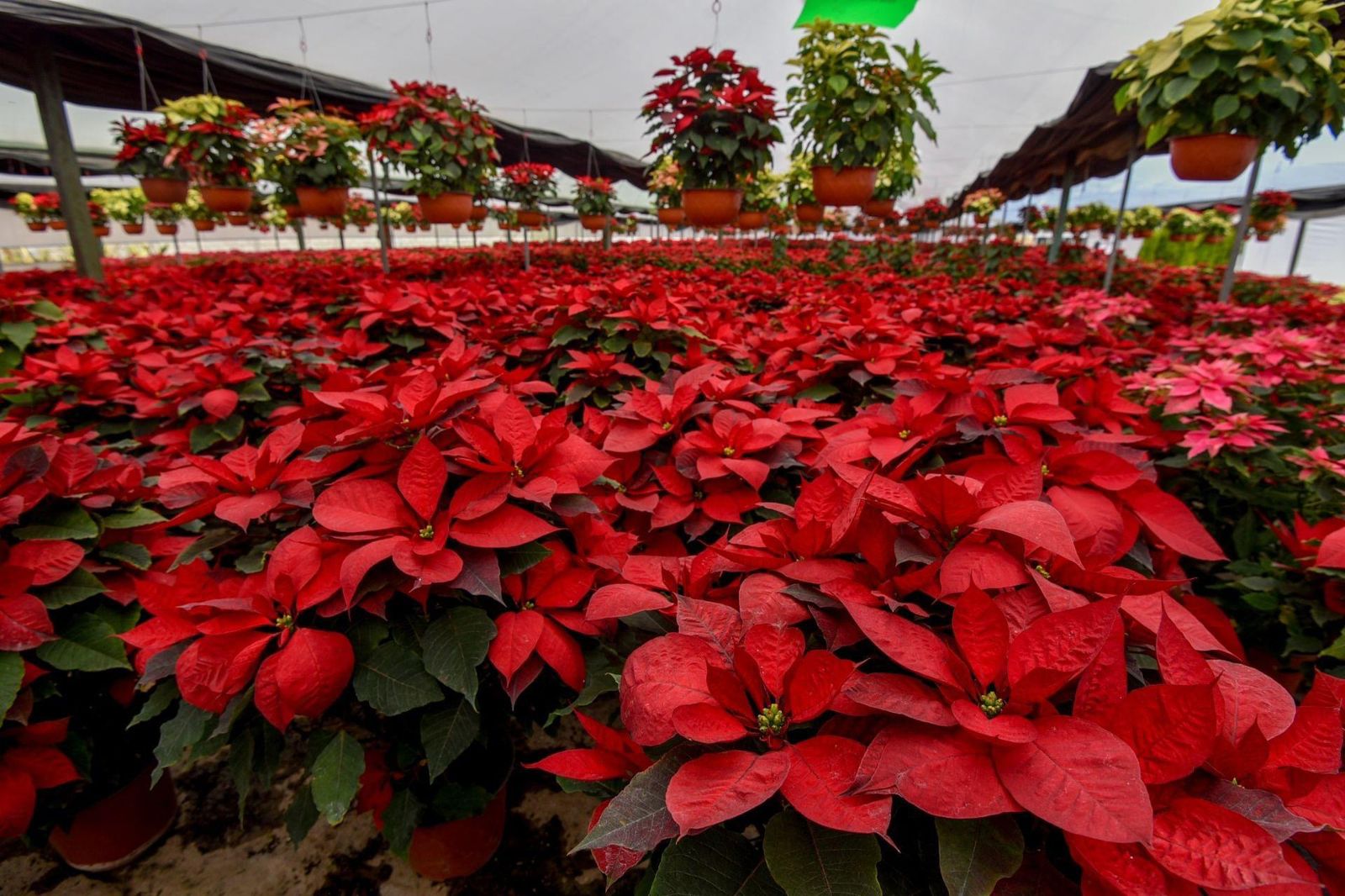 Llega la tercera edición de la feria de la nochebuena a San Luis Potosí