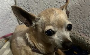 "Chucha" muere por pirotecnia: una tragedia que pudo evitarse 