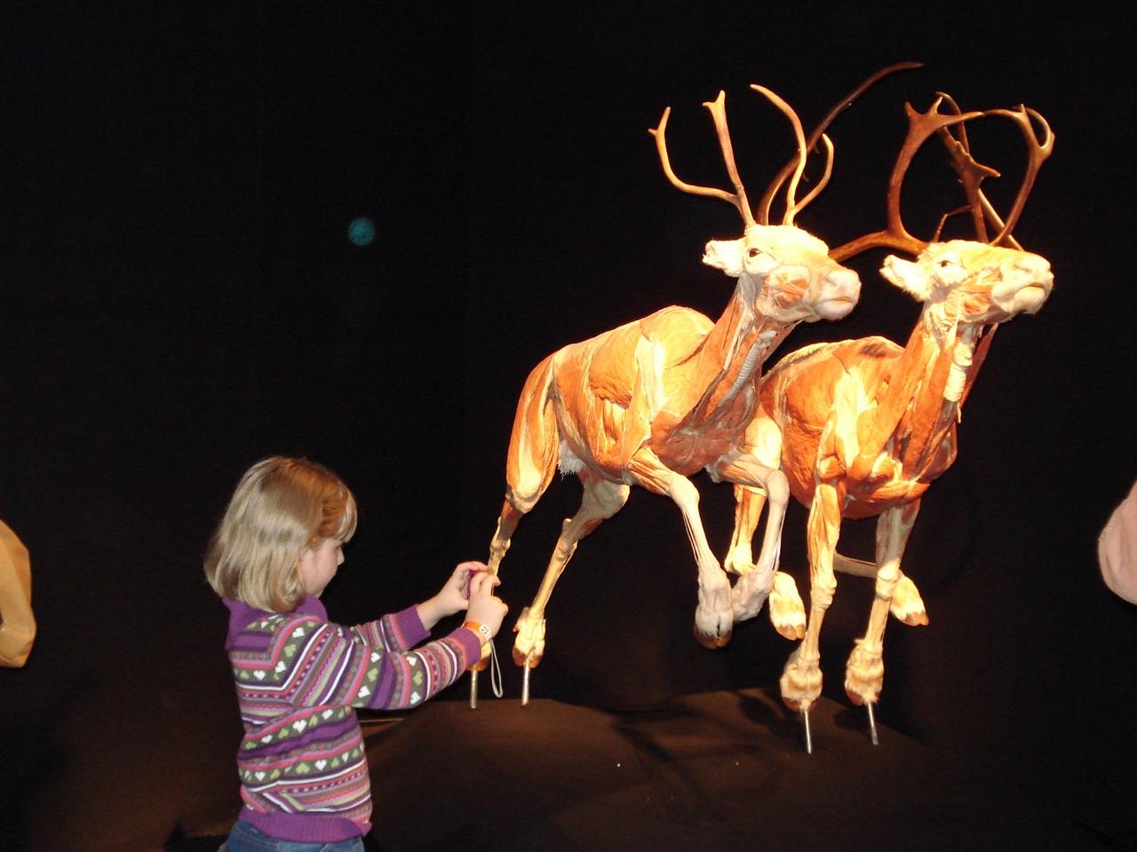 El estado recibirá exposición mundial “body worlds animal inside out”