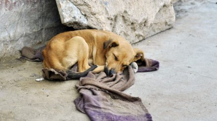 México lidera la problemática del abandono animal en América Latina: Más de 29 millones de perros y gatos en situación de calle
