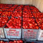 Apoyo a productores de tomate potosinos