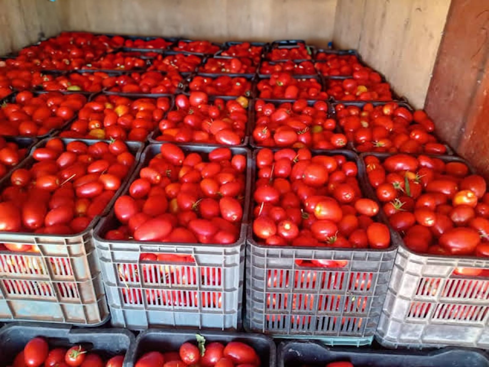 Apoyo a productores de tomate potosinos