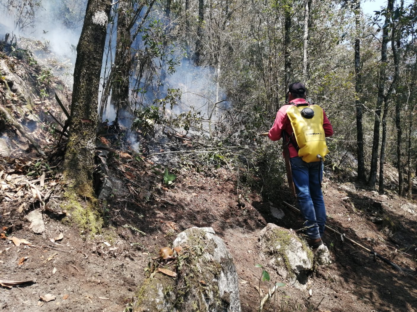 Avanza combate a incendios forestales en el estado