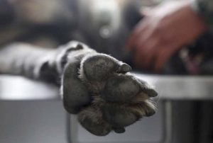 Fiscalía trabaja en esclarecer un hecho relacionado con maltrato animal en la capital potosina