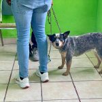 Villa de Pozos realizó jornada de esterilización animal
