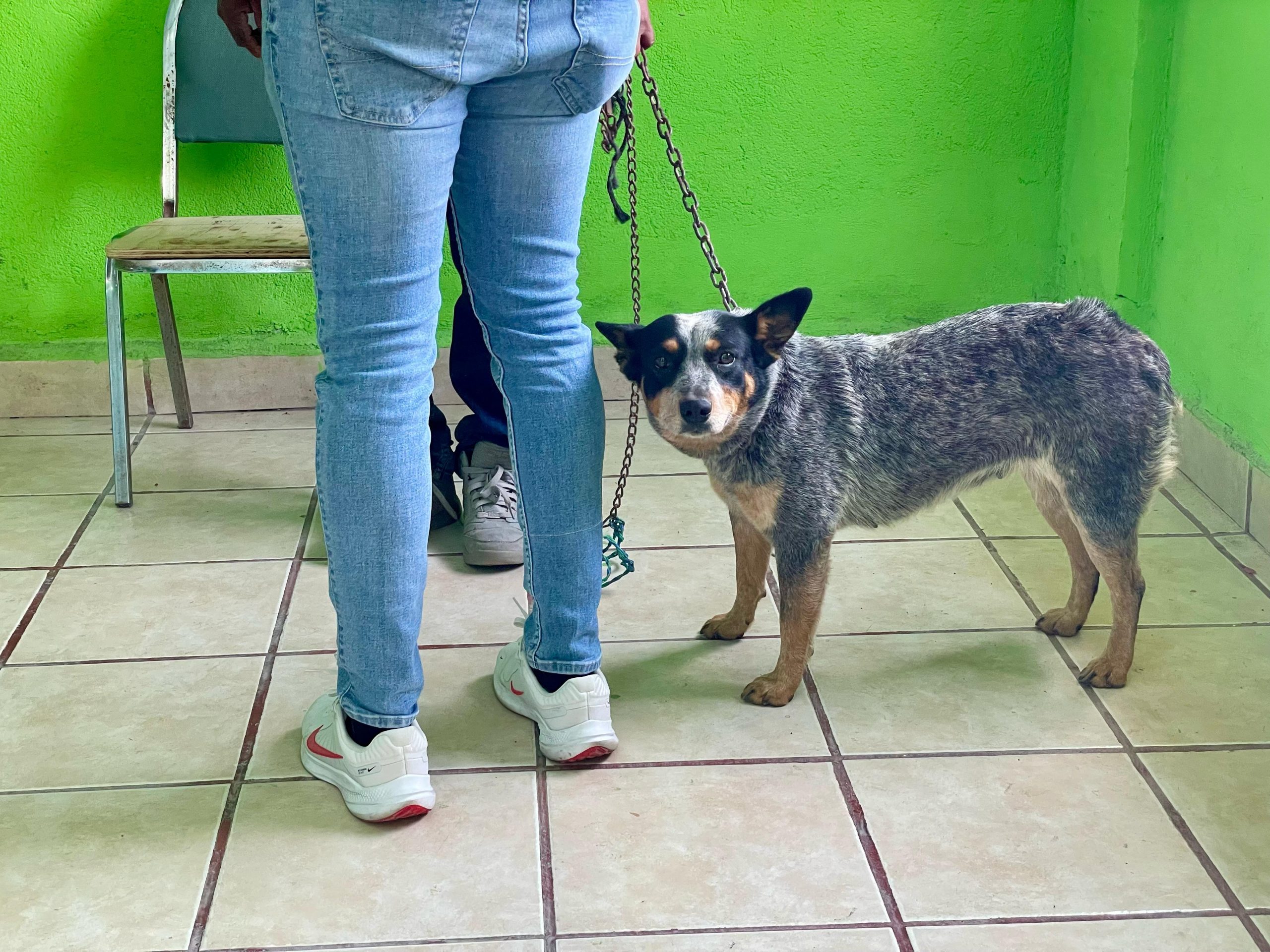 Villa de Pozos realizó jornada de esterilización animal