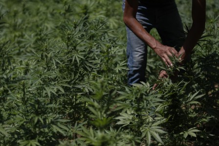 "Cada quien decide sobre su cuerpo": Galindo abre la puerta al debate sobre legalización de la marihuana
