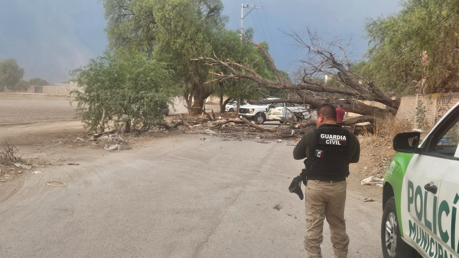 Fuerte lluvia en Soledad deja dos árboles caídos; protección civil y guardia civil atienden afectaciones