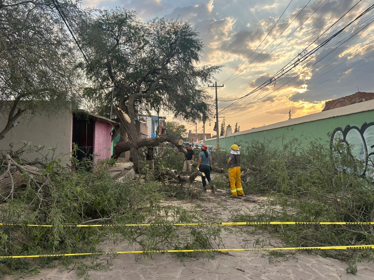 Gobierno de Villa de Pozos atiende caída de árboles por fuertes vientos