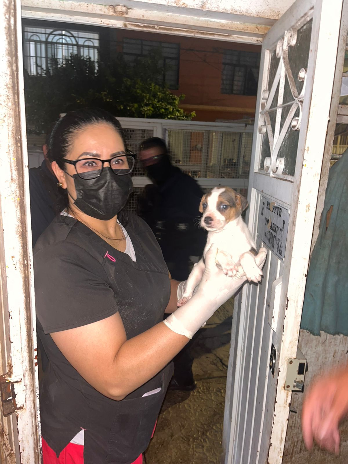 Gobierno de la Capital rescata 27 perros víctimas de maltrato