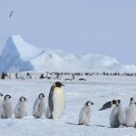 Pingüinos contribuyen a la formación de nubes y ayudan a combatir el cambio climático