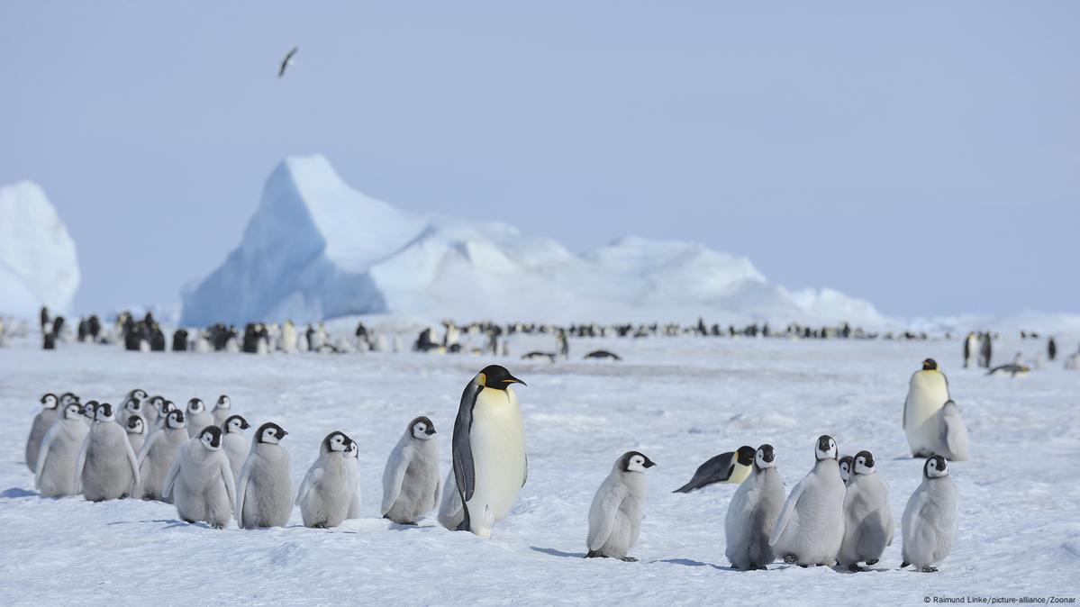 Pingüinos contribuyen a la formación de nubes y ayudan a combatir el cambio climático