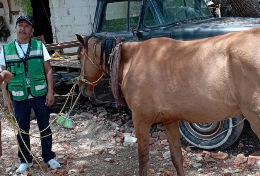 Ayuntamiento de Soledad ratifica acciones para el bienestar animal y la prohibición de equinos en la recolección particular