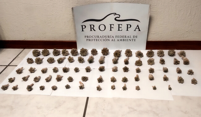 Asegura Profepa 73 biznagas y ejemplares de fauna silvestre en paquetería de San Luis Potosí