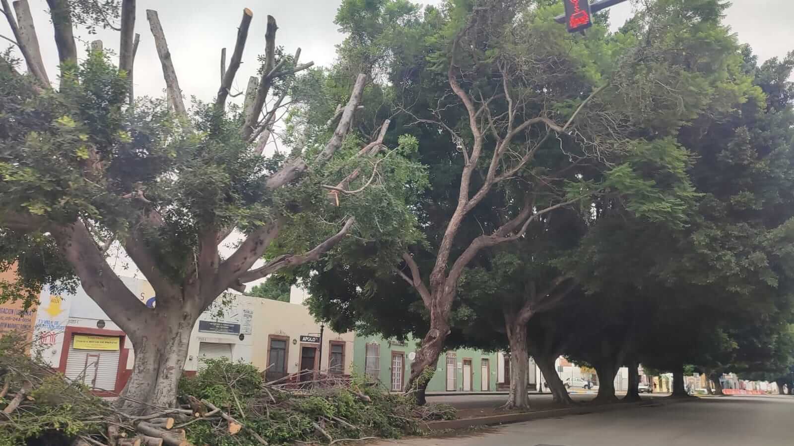 Ayuntamiento justifica la poda de emblemático árbol en Reforma La madrugada de este jueves, un laurel de la India considerado uno de los árboles más emblemáticos de la avenida Reforma apareció brutalmente mutilado: su copa fue prácticamente eliminada, las ramas yacían tiradas en el camellón y el tronco quedó desnudo. El hecho generó indignación ciudadana ante lo que muchos consideraron una tala injustificada y clandestina. Horas después, el Ayuntamiento de San Luis Potosí emitió un comunicado en redes sociales donde afirmó que “no fue tala, sino una poda sanitaria”, argumentando que el árbol presentaba una plaga de ácaros que lo había dejado seco. Según la versión oficial, el procedimiento tenía como fin frenar la propagación de la plaga y proteger a otros árboles cercanos. Vecinas y vecinos de la zona, así como colectivos ambientalistas, han señalado la ausencia de sellos, dictámenes técnicos o avisos de autorización oficial en el sitio, como lo exige el Reglamento Municipal de Arbolado Urbano. Desde la organización Un San Luis Verde, se anunció que se presentarán denuncias formales para exigir una investigación, determinar responsabilidades y aplicar medidas de compensación. También se pidió reforzar la vigilancia del arbolado urbano y sancionar toda intervención que no se ajuste a la norma. “La mutilación de este árbol no solo deja un hueco en el paisaje de la ciudad, sino que deja claro que la gestión ambiental sigue siendo opaca y negligente. ¿Cómo confiamos en un cuidado responsable del patrimonio natural si ni siquiera hay transparencia para podar un árbol?”, concluyeron.