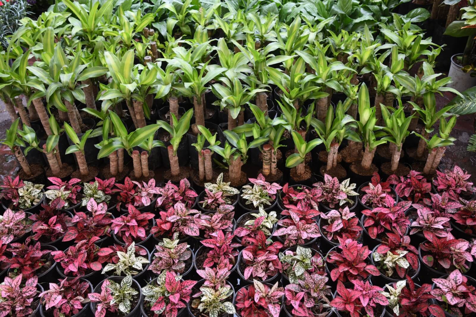 Feria de las flores en soledad atrae a visitantes nacionales por su multivariedad y precios accesibles