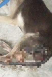 Hallan a perrita muerta con signos de abuso en Ciudad Valles; FGESLP abre investigación por maltrato animal
