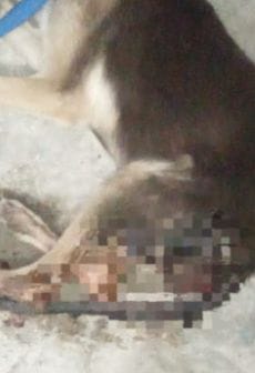 Hallan a perrita muerta con signos de abuso en Ciudad Valles; FGESLP abre investigación por maltrato animal