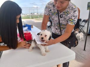 Más de 600 mascotas recibieron vacunación antirrábica en Villa de Pozos