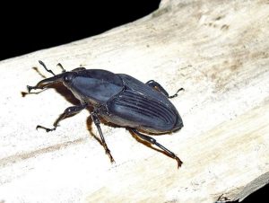Picudo del Agave también afecta a cactáceas en peligro de extinción: Agronomía UASLP