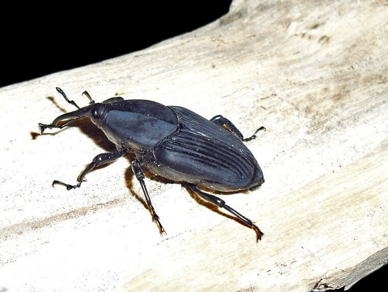 Picudo del Agave también afecta a cactáceas en peligro de extinción: Agronomía UASLP