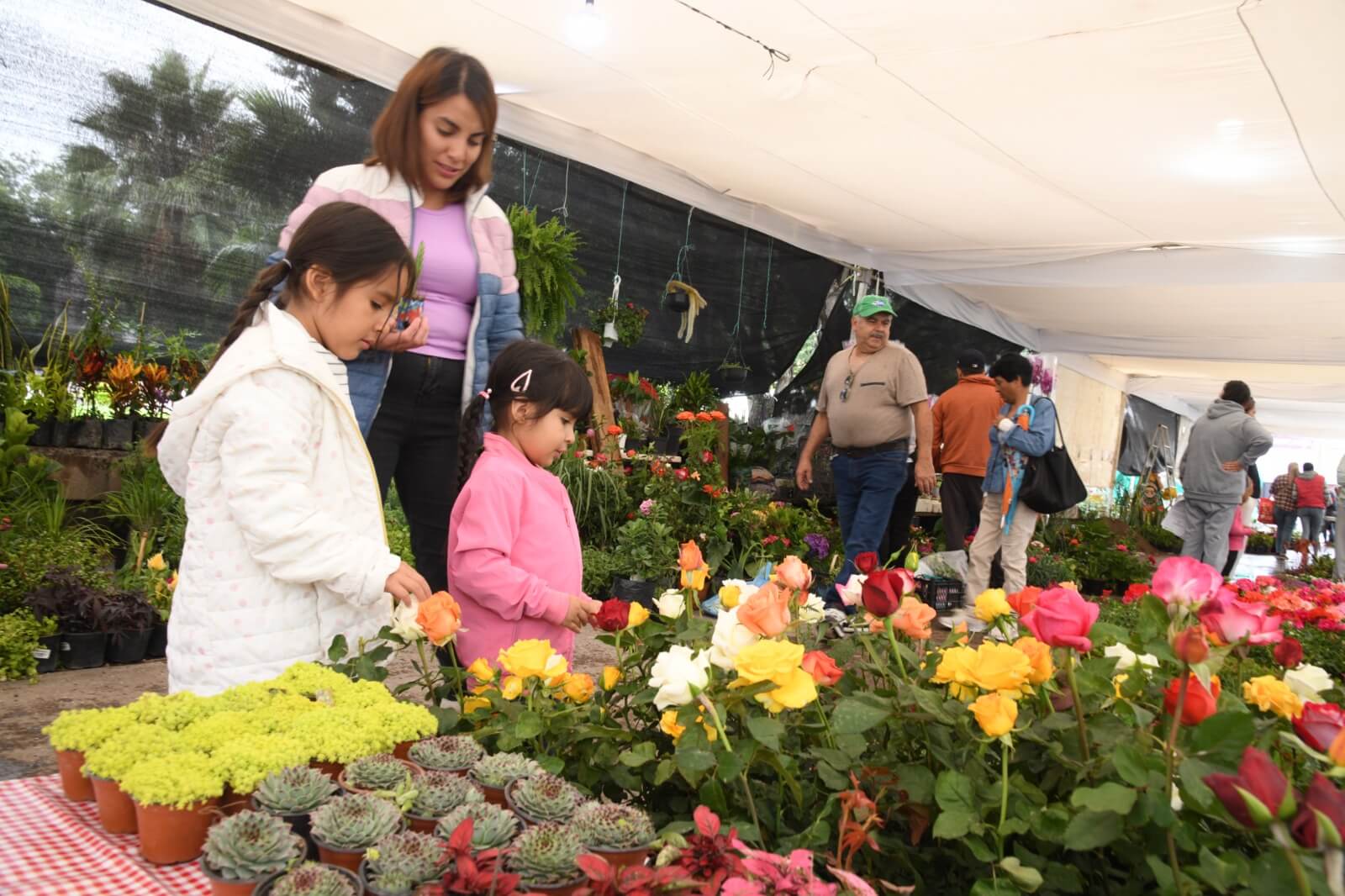 Reverdece Soledad: Vivero Municipal Protege Plantas Endémicas y Prepara Reforestación Masiva