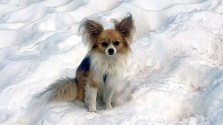 Un chihuahua guía a rescatistas y salva a su dueño tras caída en glaciar en Suiza