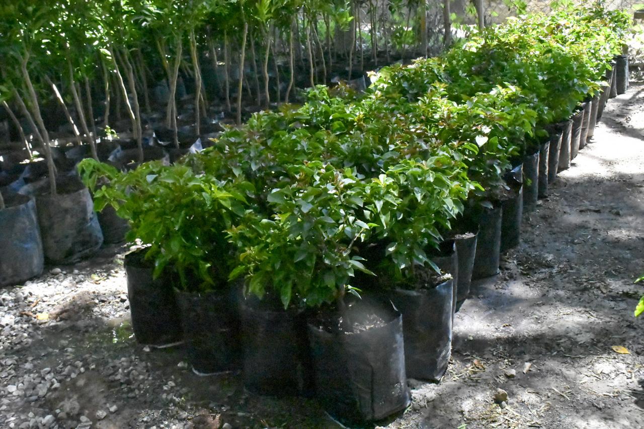 Con una reserva de 4 mil ejemplares, municipio de Soledad prepara campaña de reforestación