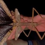 <strong></noscript>Descubren en Australia al insecto palo más grande del país</strong>
