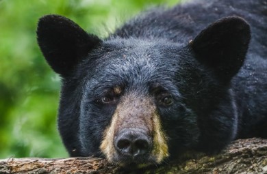 Florida reabre la caza del oso negro tras una década