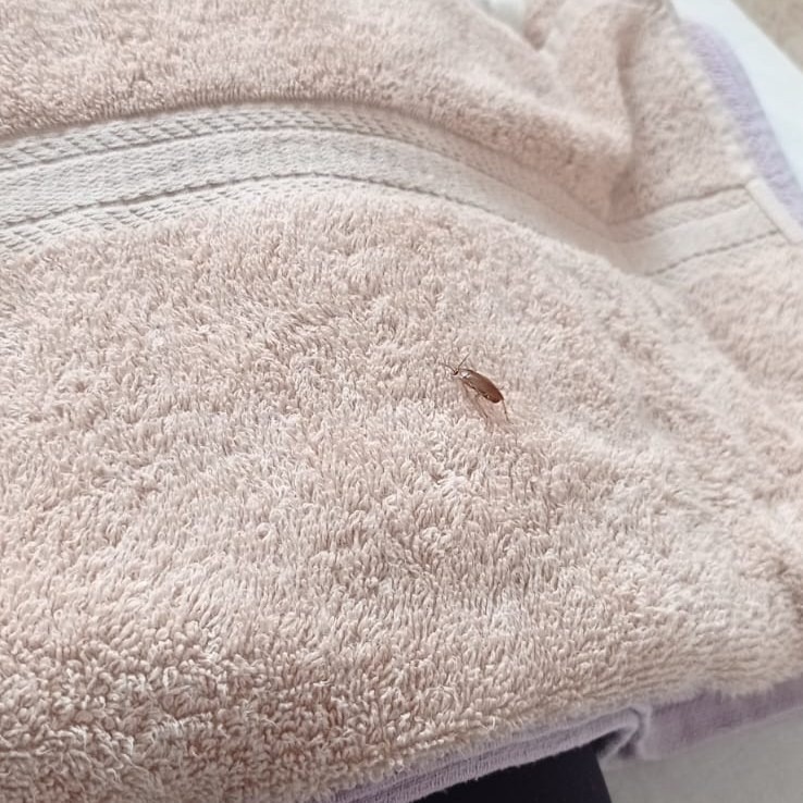 Denuncian presunta plaga de chinches en clínica del ISSSTE en SLP; señalan negligencia