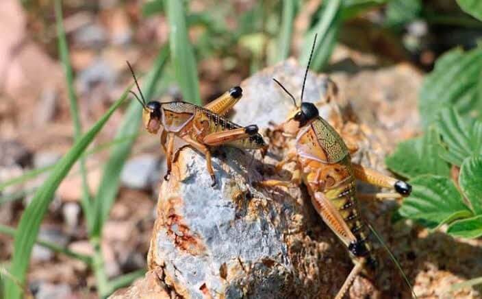 Operativo ecológico para controlar plaga de insectos saltadores en SLP