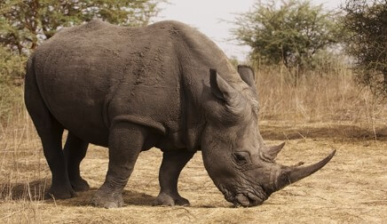 Proponen usar material radioactivo para frenar la caza furtiva de rinocerontes en Sudáfrica